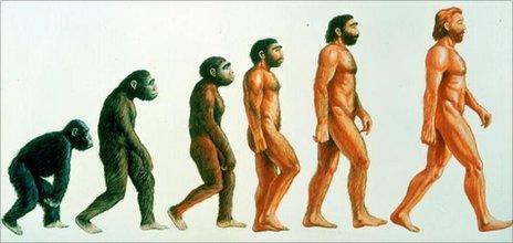 Human evolution