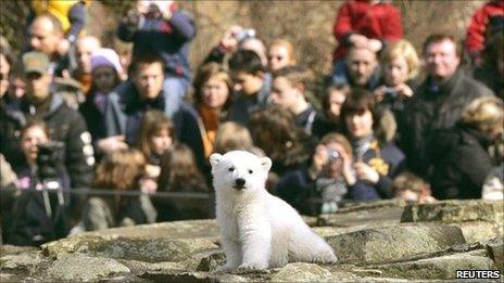 Knut at Berlin zoo surrounded by a crowd
