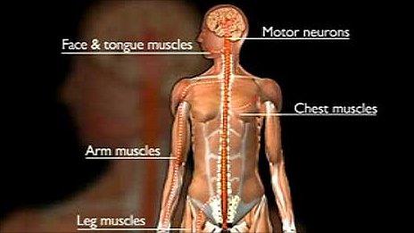 Motor Neurones