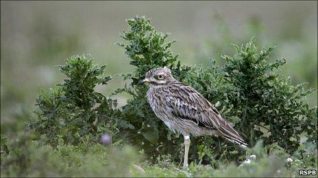 A stone curlew (picture courtesy of RSPB)