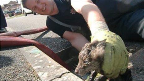 Firefighter Tom Maslin rescues the fox cub from the storm drain