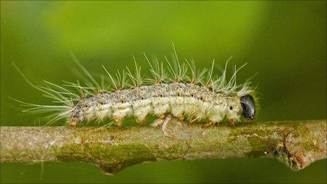 The oak processionary moth caterpillar