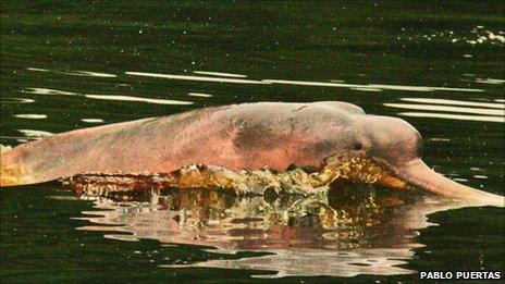 Pink Dolphins Bounce Back From 10 Amazon Drought c News