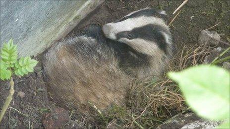 The badger stuck in the disused swimming pool