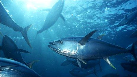 Yellowfin tuna in net