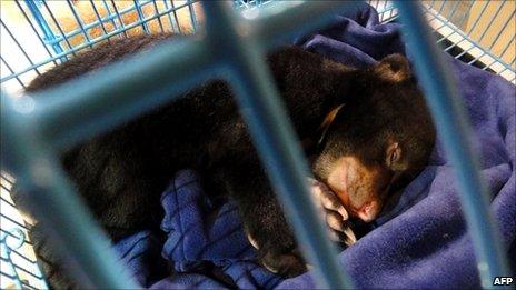 A baby bear sleeps in a cage after it was seized by Thai police at a Bangkok airport