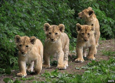 Lion cubs at Longleat