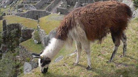 llama grazing at Machu Picchu, Peru