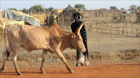 A cow walks along a road in Abyei town, April 2011