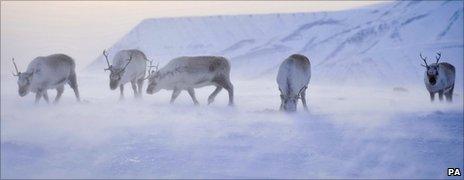 Wild reindeer foraging for food on the Arctic island of Svalbard
