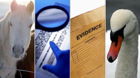 Stock images of animals and forensic evidence