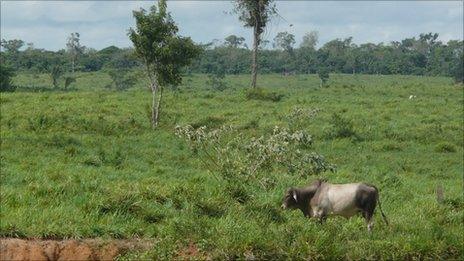 Cow grazing on cleared land in the Amazon state of Para