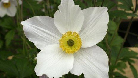 Kirkcudbright Couple Miss Chelsea Flower Show Honour Bbc News