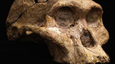 A skull belonging to the hominin A. africanus