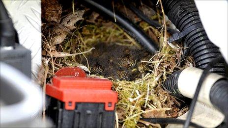 Engine containing robins' nest
