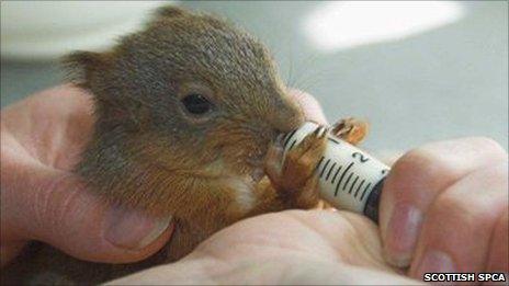 Baby squirrel Angus. Pic: Scottish SPCA