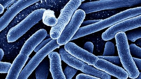 E. coli: Are the bacteria friend or foe? - BBC News