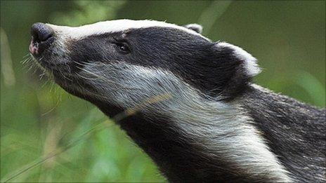 Badger