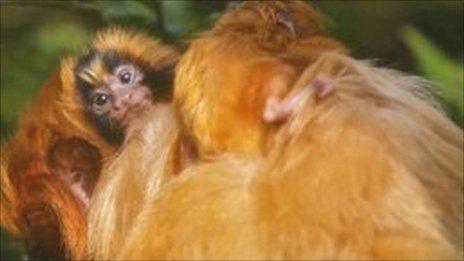 Bristol Zoo Tamarin monkeys