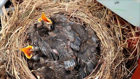 Baby blackbirds in nest