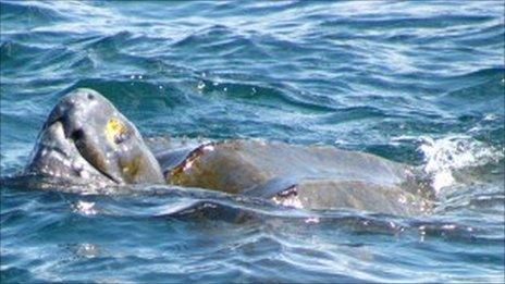 Leatherback turtle. Pic: Cal Hawes