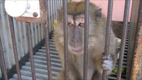 Macaque monkey in a cage