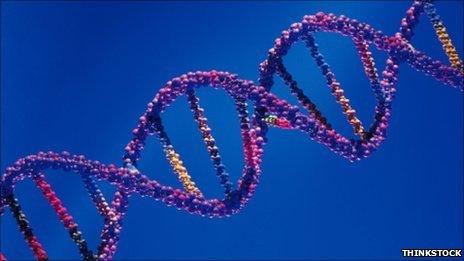 Model DNA double helix