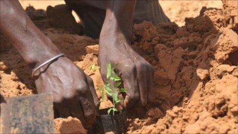 Planting an acacia sapling (Image: FAO/Sayllou Diallo)