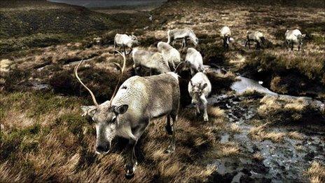Reindeer in Cairngorms