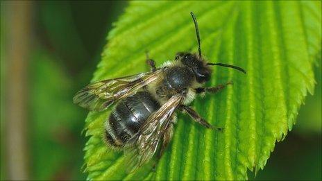 Mining bee (Photo: northeastwildlife.co.uk)