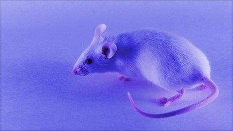 A mouse under blue light (SPL)