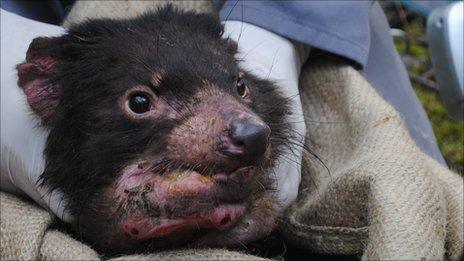 Tasmanian devil (S.Schuster/PennState)