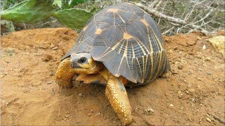 A tortoise in Madagascar