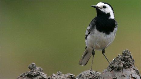 Pied wagtail. Photo: Andy Hay courtesy of the RSPB
