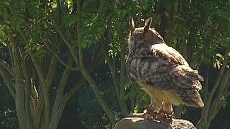 Harley, the rescued Eurasian eagle owl at the International Centre for Birds of Prey in Newent, Gloucestershire