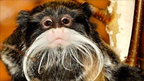 Emporer tamarin - generic