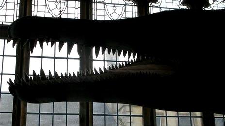 Pliosaur model