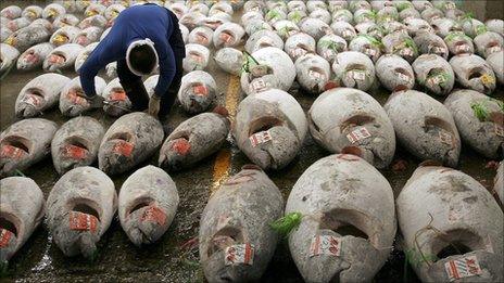 Rows of dead tuna (Credit: Getty Images)