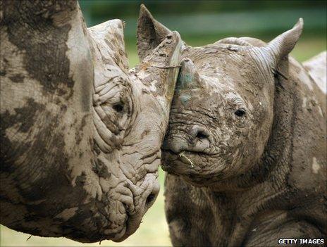 A black rhino calf stands with its mother in its enclosure at Lympne Wild Animal Park, England, 21 June