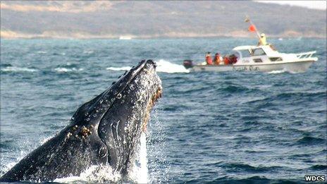 Small-Scale Fisheries versus Whale-Watching Tourism: The Story of