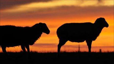 Sheep and a red sky