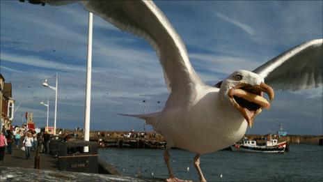 Seagull stealing chip