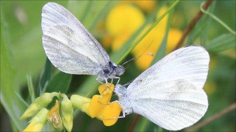 cryptic wood white butterfly
