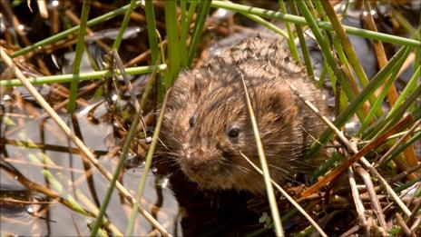 Water vole