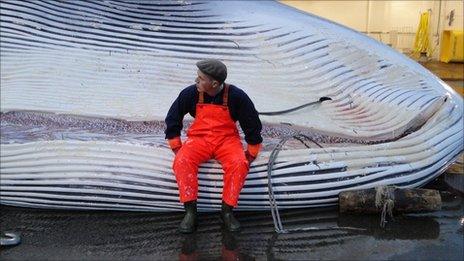 A worker rests on a giant fin whale