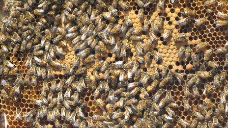 Bee hive in London