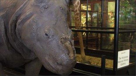 Stuffed rhino minus its horn