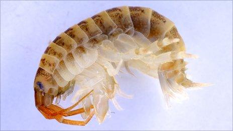 The 'killer' shrimp