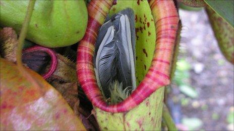 Great tit caught inside pitcher plant