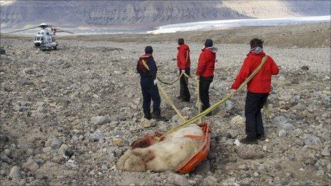Dead polar bear being hauled away by rescuers in Svalbard